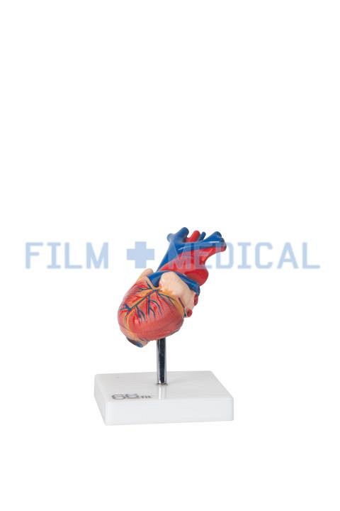 Heart Model On White Base